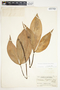 Philodendron tripartitum image