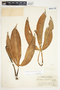 Philodendron tripartitum image