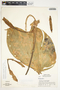 Philodendron tripartitum image