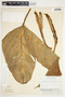 Philodendron tripartitum image