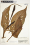 Philodendron tripartitum image
