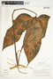 Philodendron tripartitum image