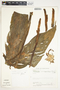 Philodendron tripartitum image