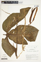 Philodendron tripartitum image