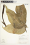 Philodendron tripartitum image