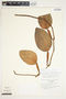 Philodendron tuerckheimii image