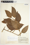 Philodendron tuerckheimii image