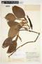 Philodendron tuerckheimii image