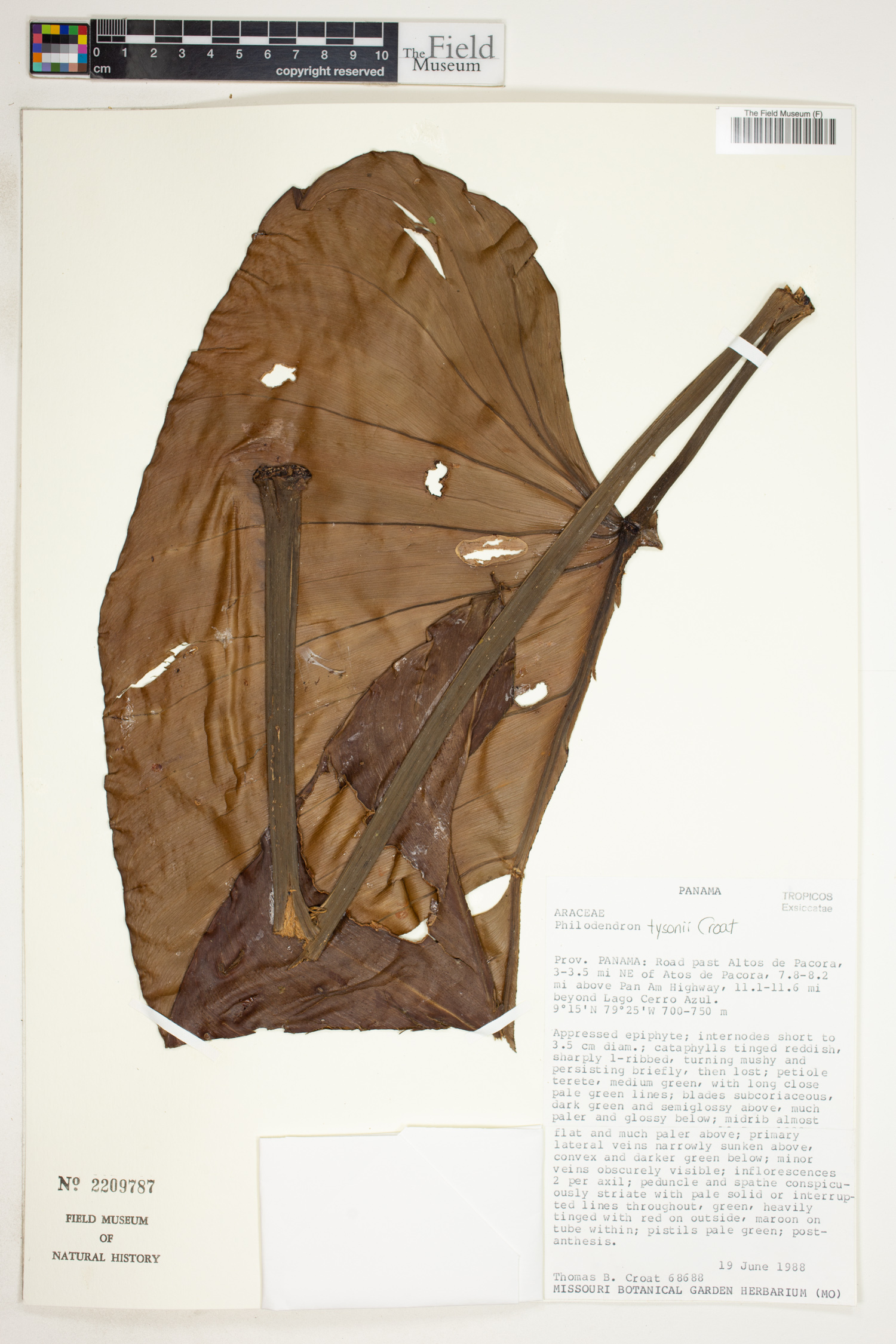Philodendron tysonii image