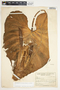 Philodendron verrucosum image