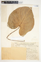 Philodendron verrucosum image