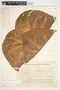 Philodendron verrucosum image