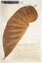 Philodendron verrucosum image