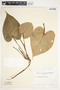 Philodendron verrucosum image