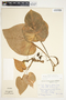 Philodendron verrucosum image