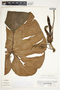 Philodendron verrucosum image