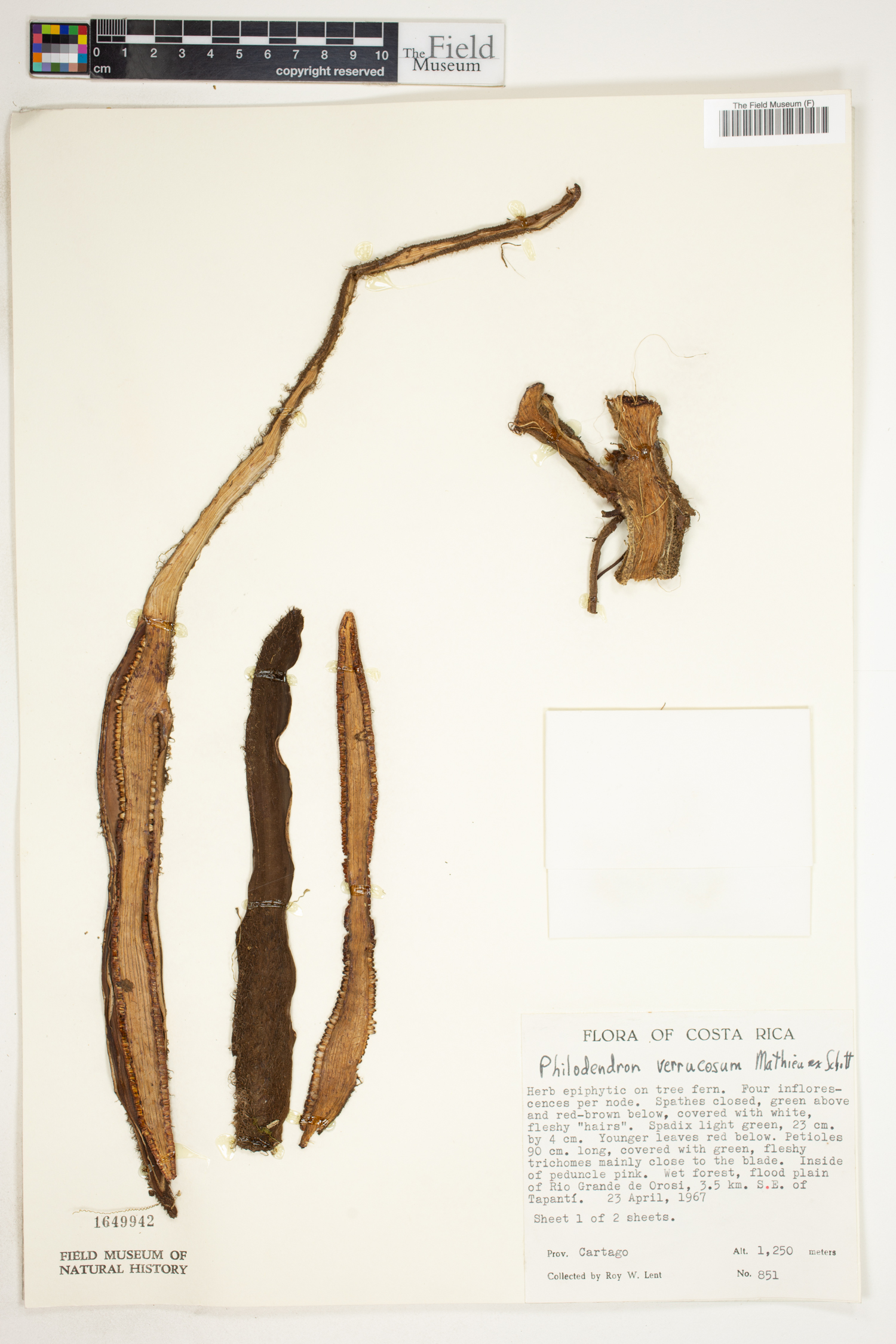 Philodendron verrucosum image