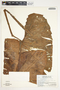Philodendron verrucosum image