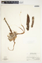 Philodendron verrucosum image