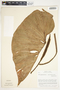 Philodendron verrucosum image