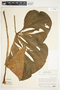 Philodendron verrucosum image