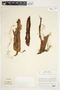 Philodendron verrucosum image