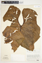 Philodendron verrucosum image
