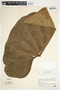 Philodendron verrucosum image