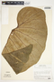 Philodendron verrucosum image