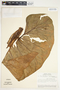 Philodendron verrucosum image