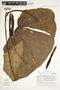 Philodendron verrucosum image