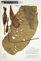 Philodendron verrucosum image