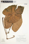 Philodendron verrucosum image
