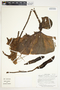 Philodendron verrucosum image