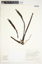 Philodendron verrucosum image