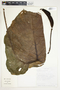 Philodendron verrucosum image