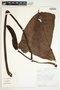 Philodendron verrucosum image