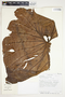 Philodendron verrucosum image