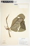 Philodendron verrucosum image