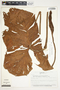 Philodendron verrucosum image