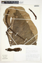 Philodendron verrucosum image