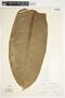 Philodendron wendlandii image
