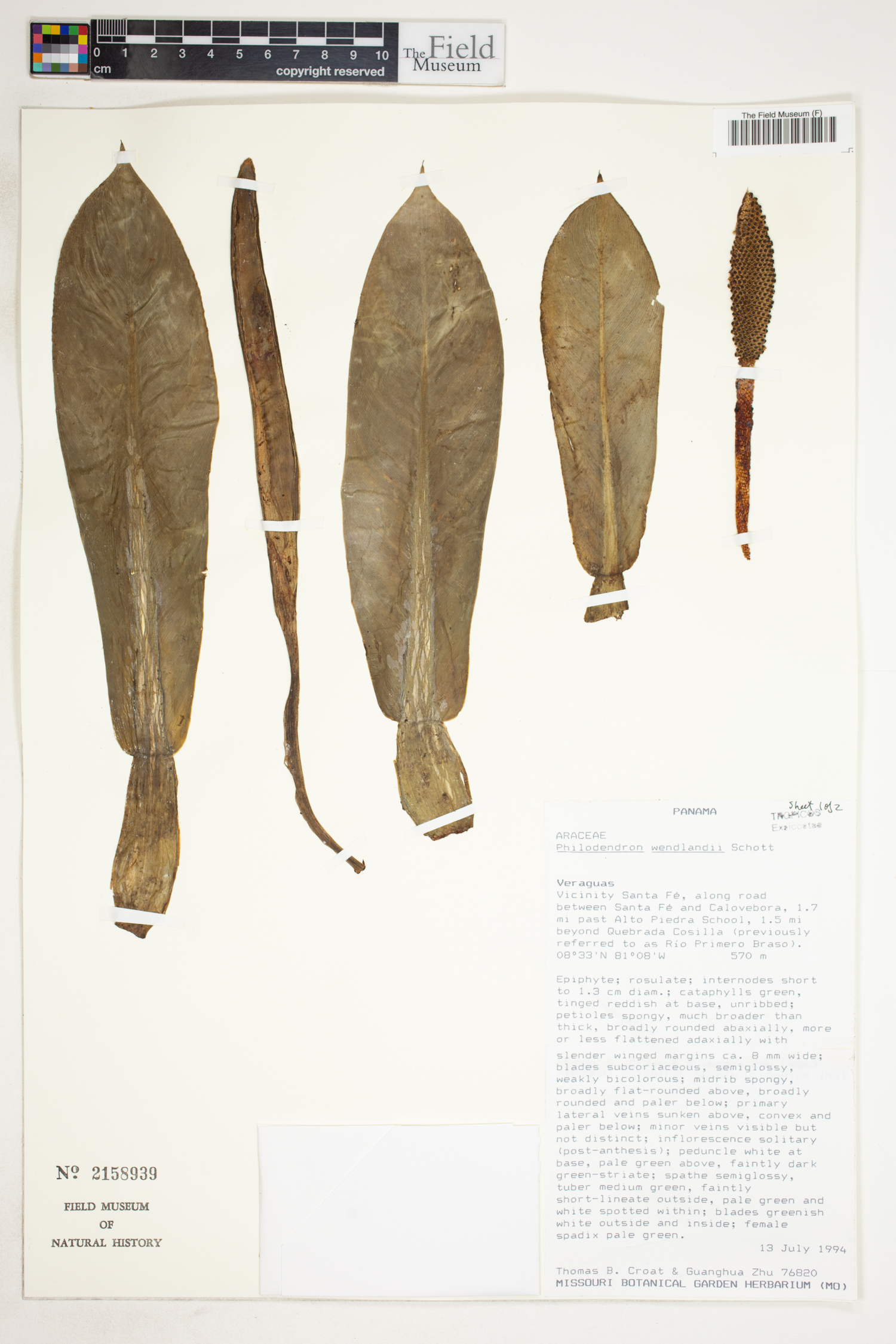 Philodendron wendlandii image