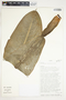 Philodendron wendlandii image