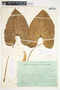 Philodendron wilburii image