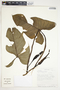 Philodendron wilburii image