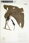 Philodendron wilburii image