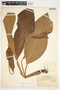 Spathiphyllum blandum image