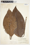 Spathiphyllum blandum image