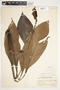 Spathiphyllum blandum image